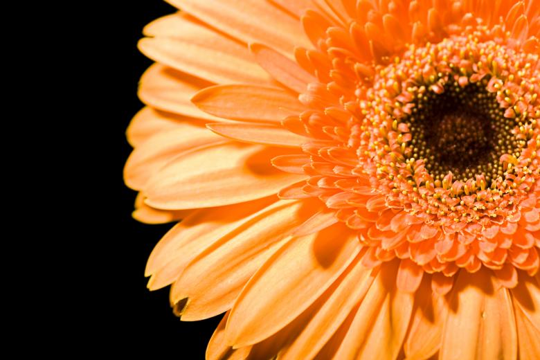 Free stock image of flowers created by 2happy