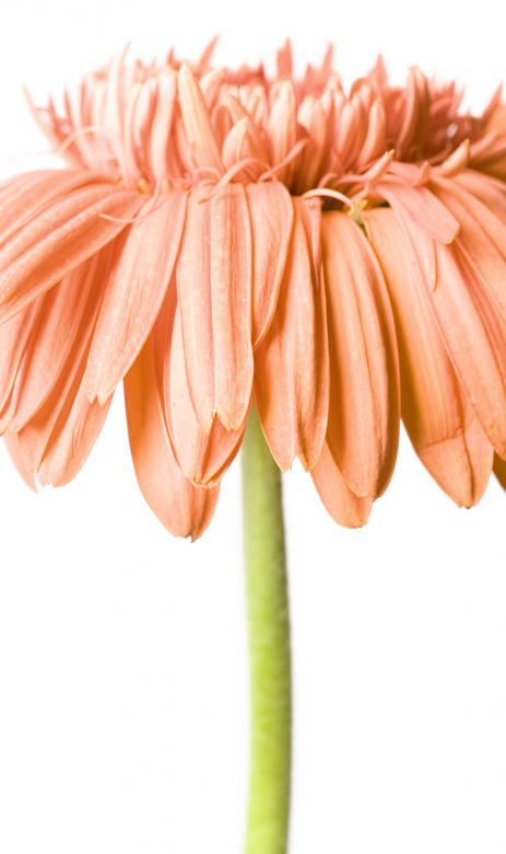 Free stock image of flowers created by 2happy
