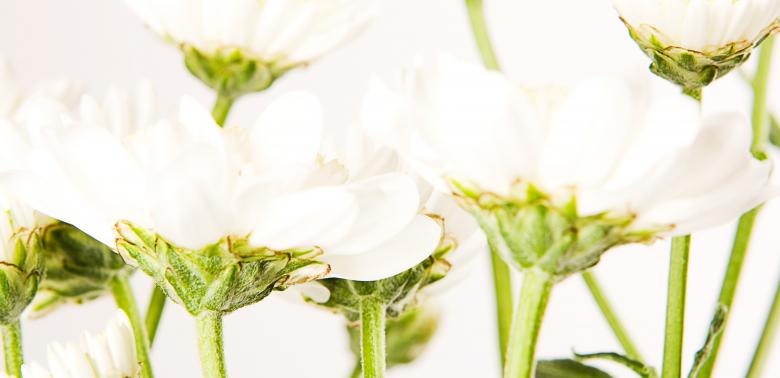 Free stock image of flowers created by 2happy