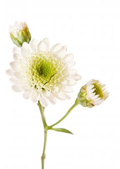 White Isolated Flower - Free Stock Photo