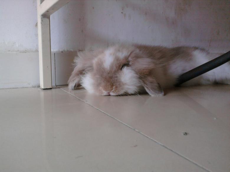 Free stock image of Its my Rabbyyy created by Swapnika Minnu