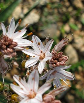 White flowers - Free Stock Photo