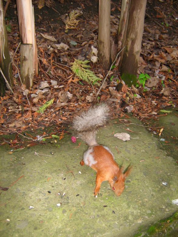 Free stock image of squirrel  created by 2happy