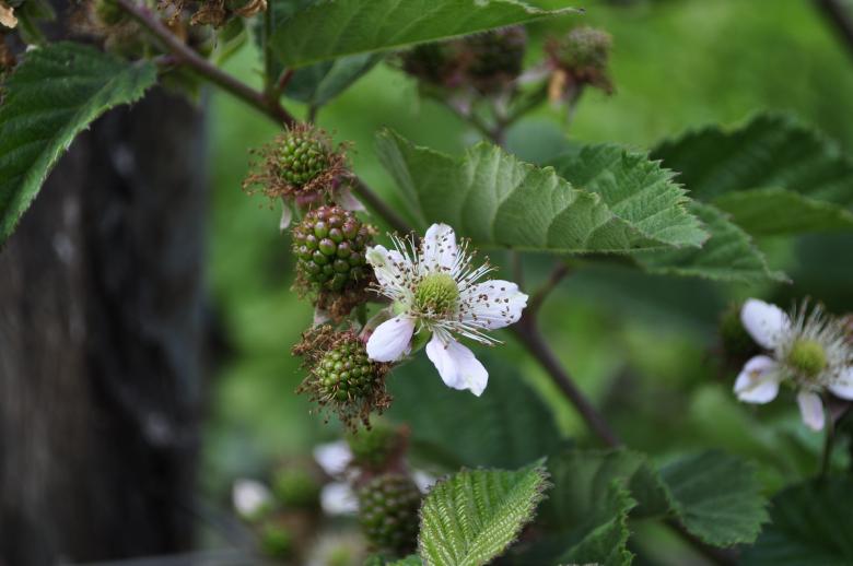 Free stock image of White flowers created by Berdnik Oleksander