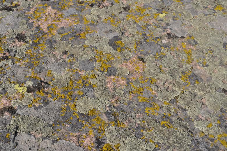 Free stock image of Carpet from moss created by Berdnik Oleksander