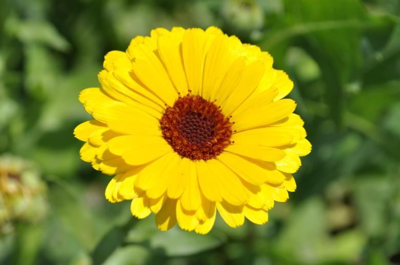 Free stock image of Yellow flower created by Berdnik Oleksander