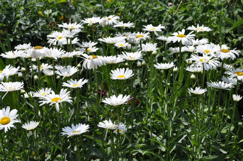 Free stock image of Chamomiles created by Berdnik Oleksander