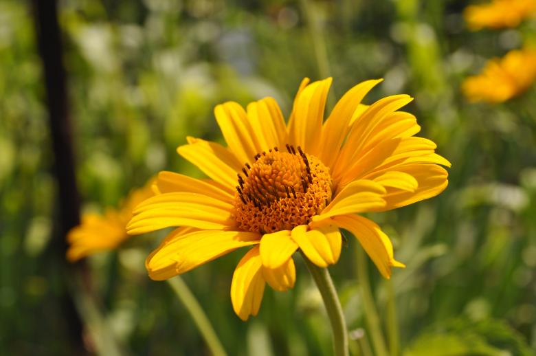 Free stock image of Yellow flower created by Berdnik Oleksander