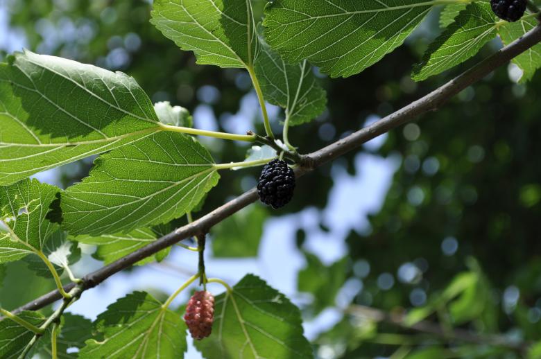 Free stock image of Mulberry created by Berdnik Oleksander