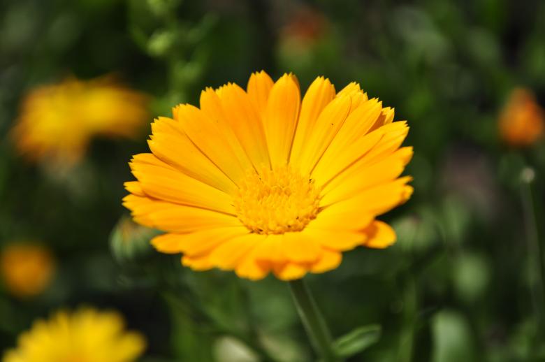 Free stock image of Orange flower created by Berdnik Oleksander