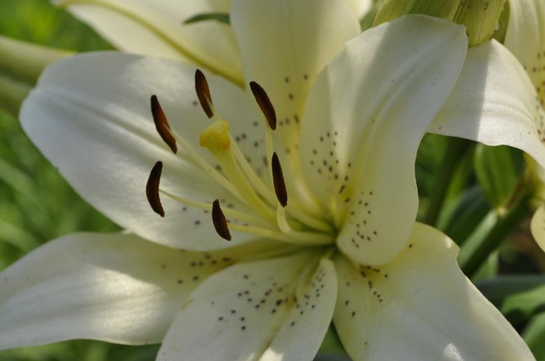 Free stock image of White lily created by Berdnik Oleksander