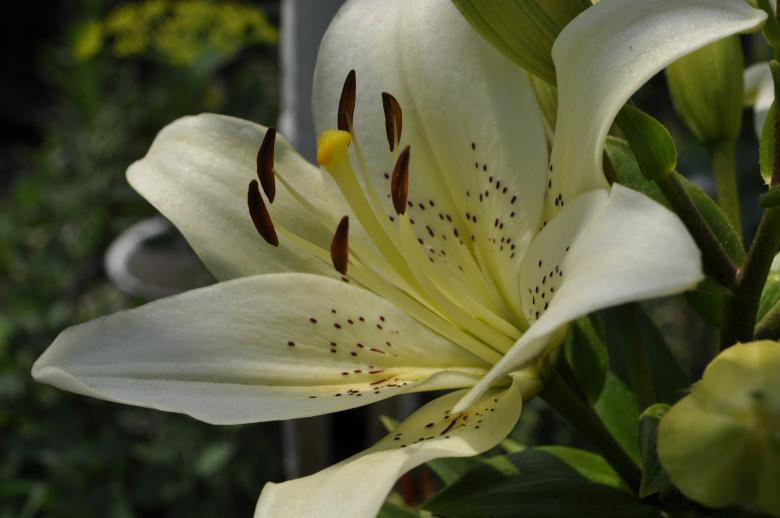 Free stock image of White lily created by Berdnik Oleksander