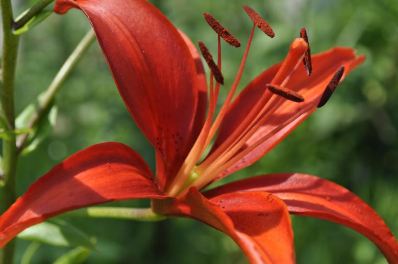 Free stock image of Red lily created by Berdnik Oleksander