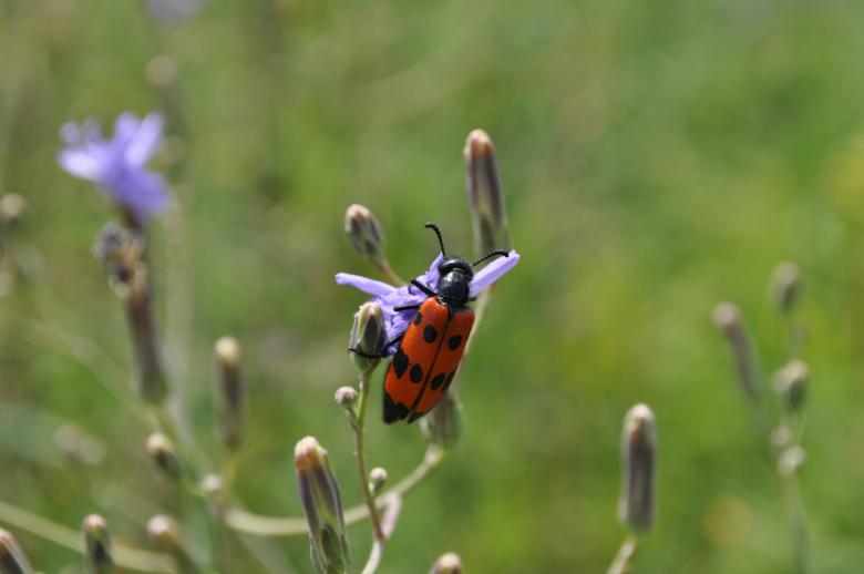 Free stock image of Beetle created by Berdnik Oleksander