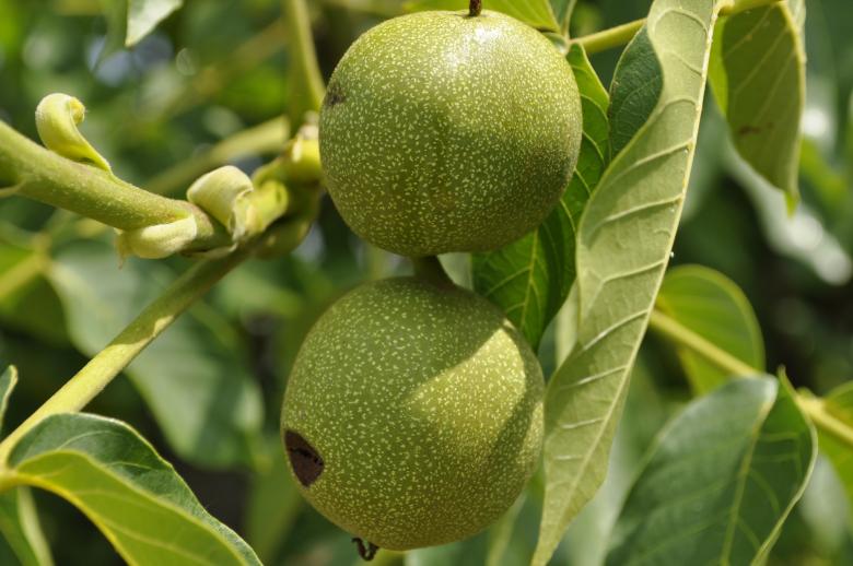 Free stock image of Walnut created by Berdnik Oleksander