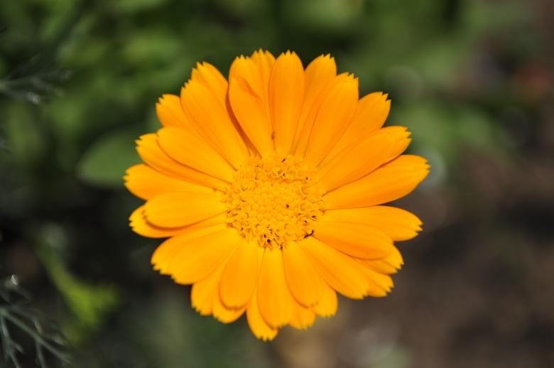 Free stock image of Orange flower created by Berdnik Oleksander