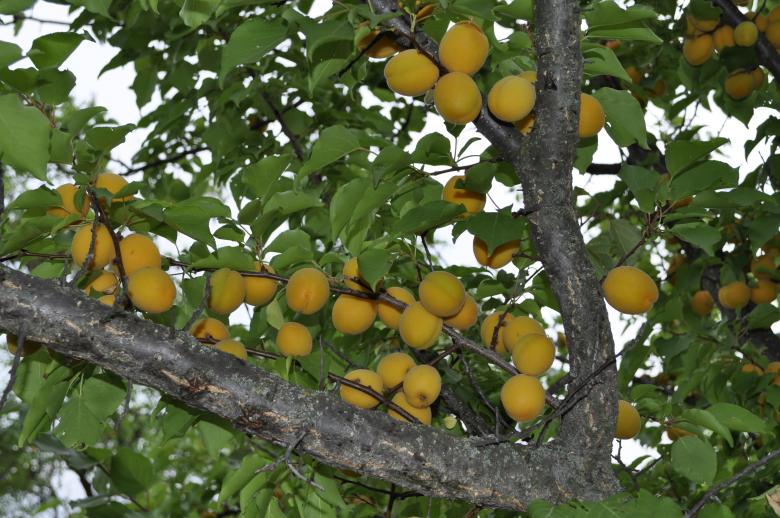 Free stock image of Apricot created by Berdnik Oleksander