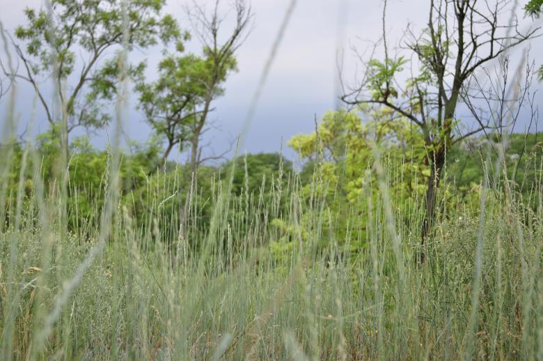 Free stock image of Grass created by Berdnik Oleksander
