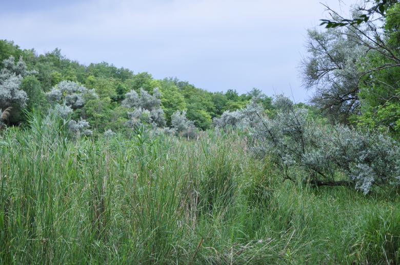 Free stock image of Greenery created by Berdnik Oleksander