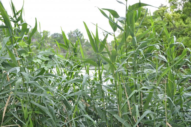 Free stock image of Green Straws created by Berdnik Oleksander