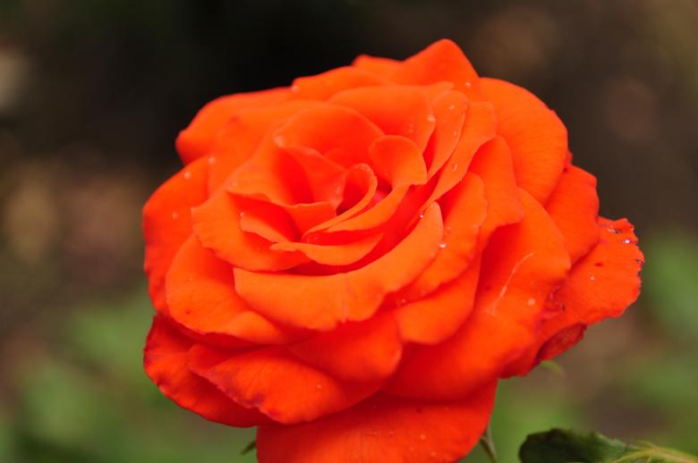 Free stock image of Red rose created by Berdnik Oleksander