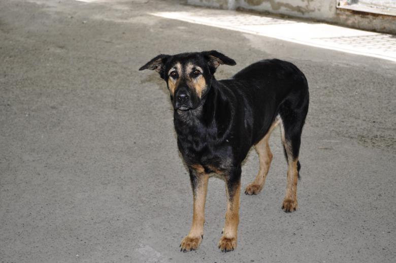 Free stock image of Dog created by Berdnik Oleksander