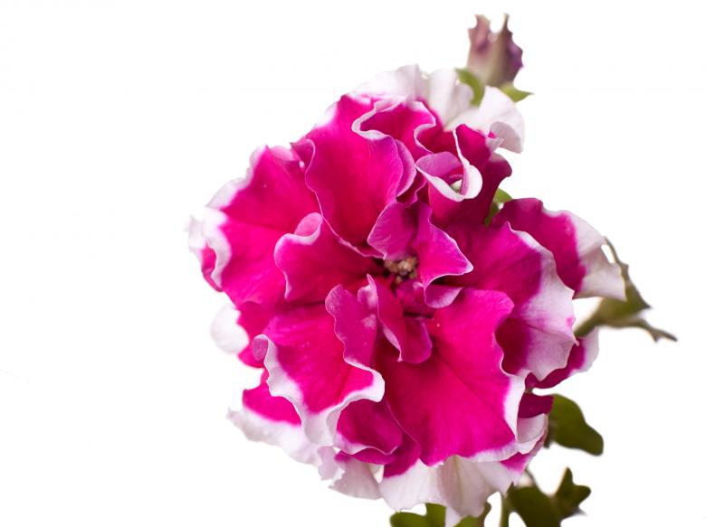 Free stock image of flower created by 2happy