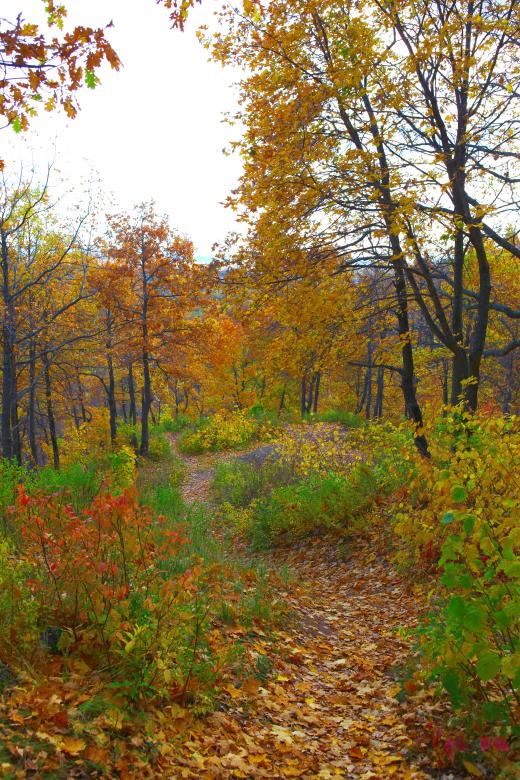 Free stock image of autumn scene created by 2happy