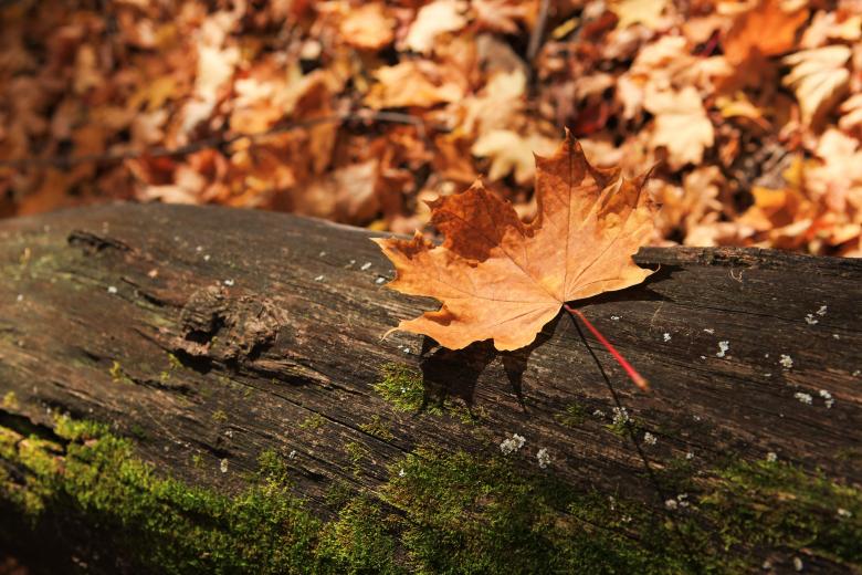 Free stock image of autumn scene created by 2happy