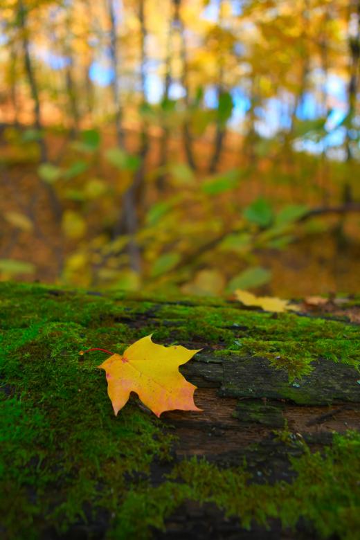 Free stock image of autumn scene created by 2happy