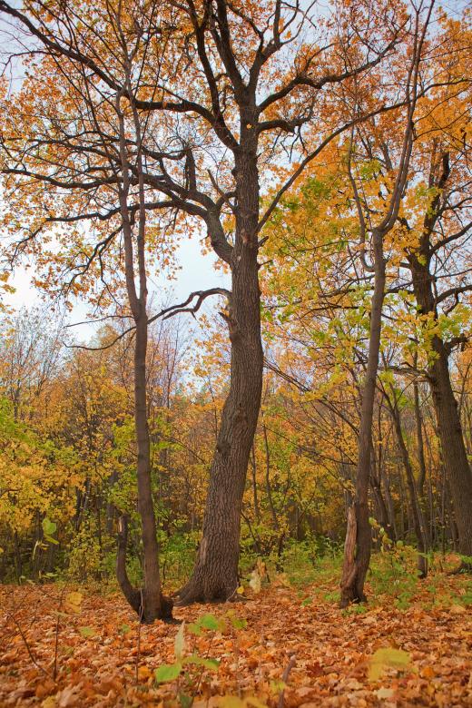 Free stock image of autumn scene created by 2happy