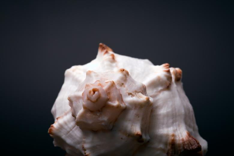 Free stock image of Seashell  created by 2happy