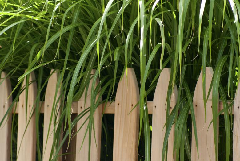 Free stock image of Tall Grass created by Brian Norcross