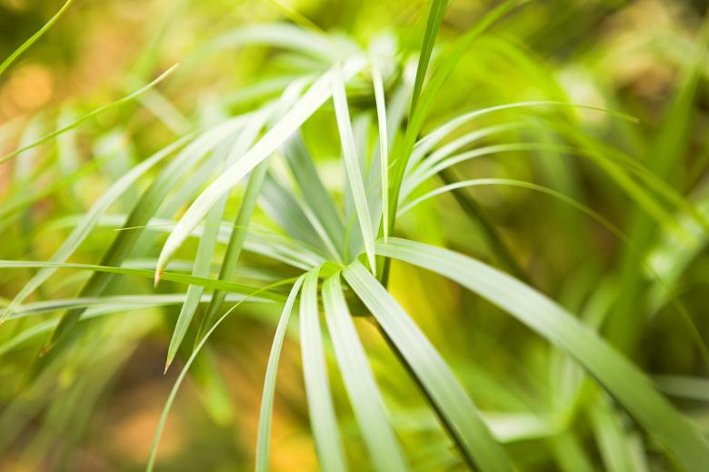 Free stock image of Green Natural Plant created by 2happy