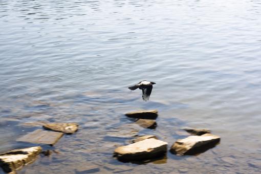 Free Stock Photo of bird