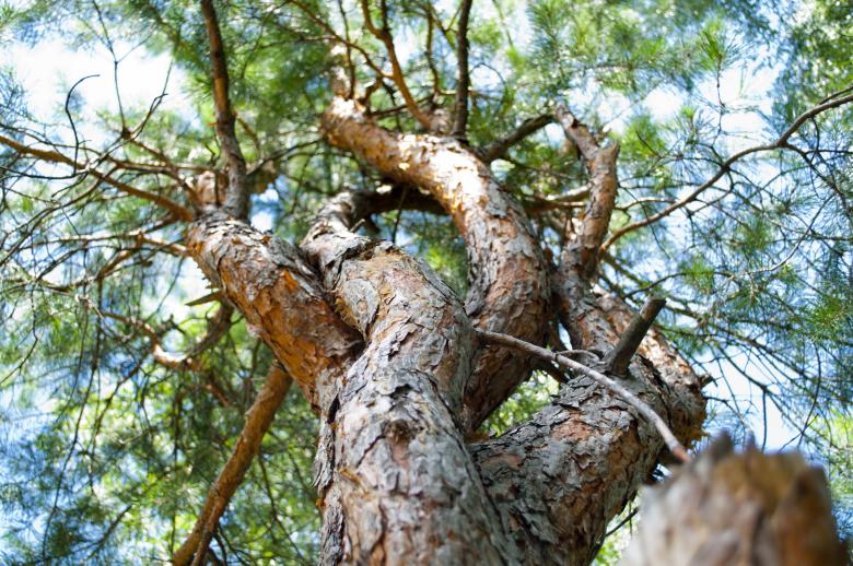 Free stock image of Tree created by Berdnik Oleksander