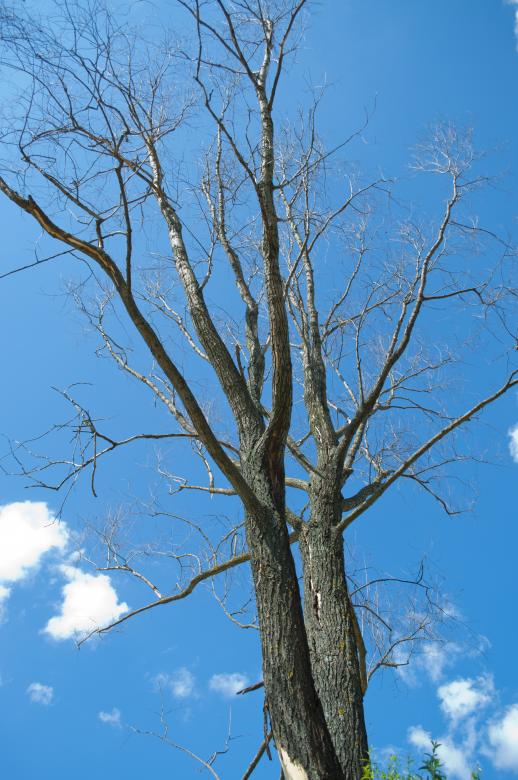 Free stock image of Dead tree created by Berdnik Oleksander