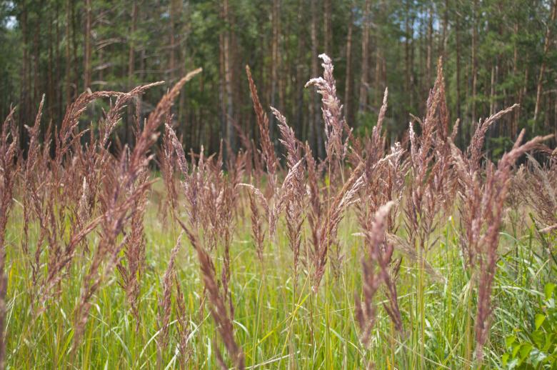 Free stock image of Grass created by Berdnik Oleksander