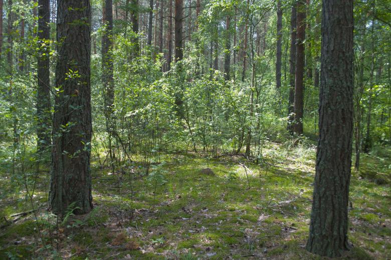 Free stock image of Forest created by Berdnik Oleksander