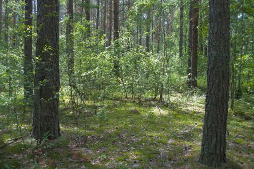 Forest