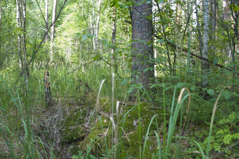 Free stock image of Forest created by Berdnik Oleksander