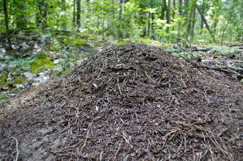 Free stock image of Anthill created by Berdnik Oleksander