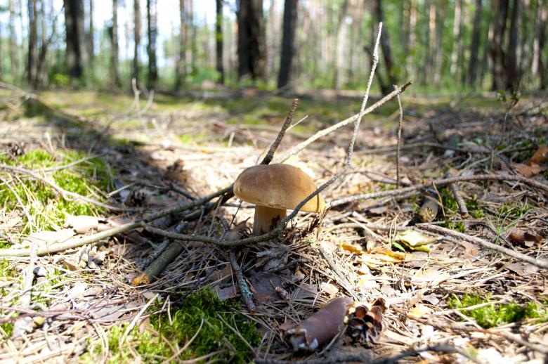 Free stock image of White mushroom created by Berdnik Oleksander