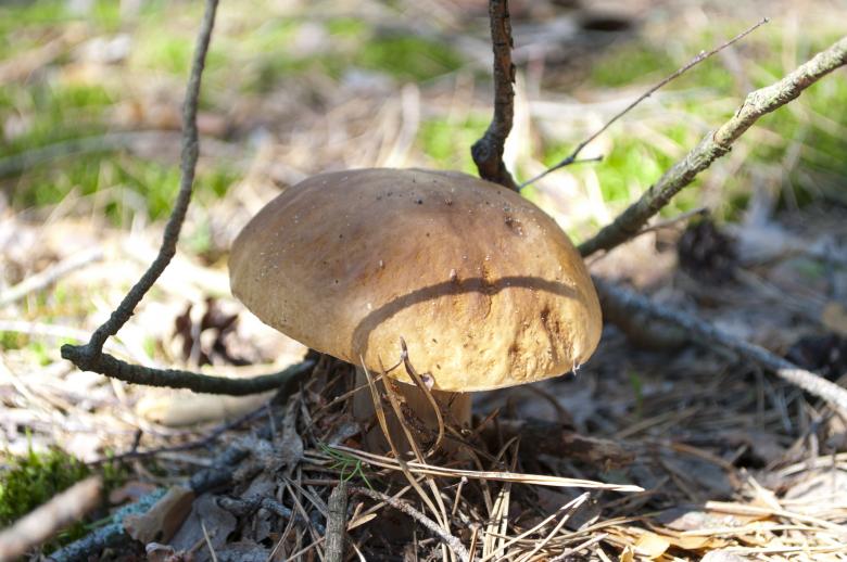 Free stock image of White mushroom created by Berdnik Oleksander