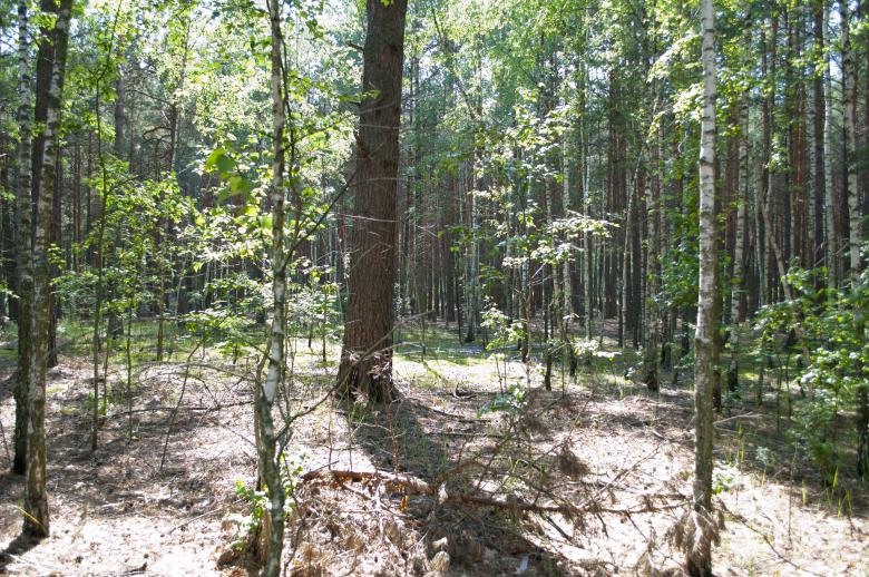 Free stock image of Forest created by Berdnik Oleksander