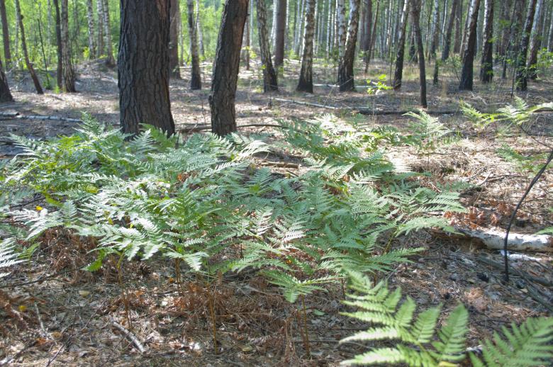 Free stock image of Forest created by Berdnik Oleksander