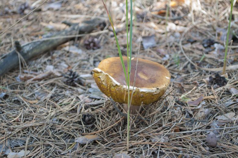Free stock image of White mushroom created by Berdnik Oleksander