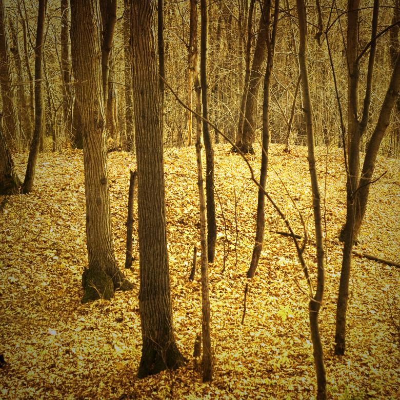 Free stock image of Autumn Woods created by 2happy