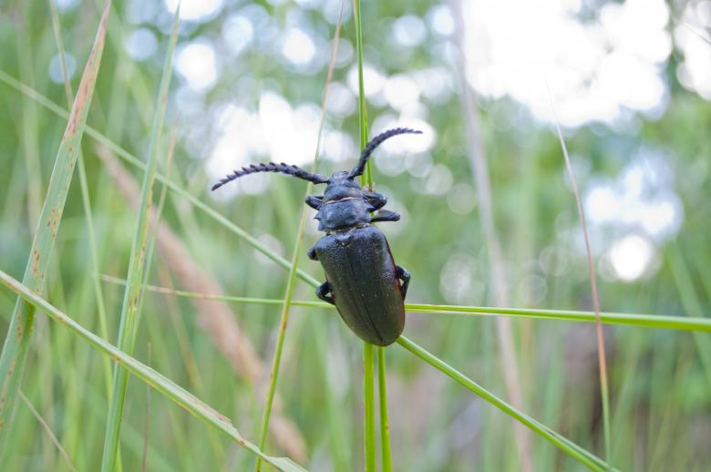 Free stock image of Beetle created by Berdnik Oleksander