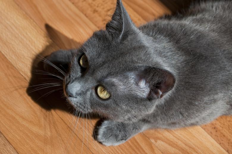 Free stock image of Gray cat created by Berdnik Oleksander